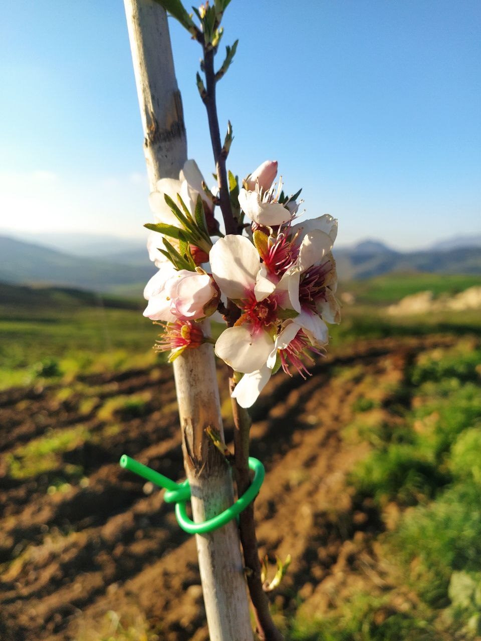 Fiore di mandorlo in campagna, Roccapalumba