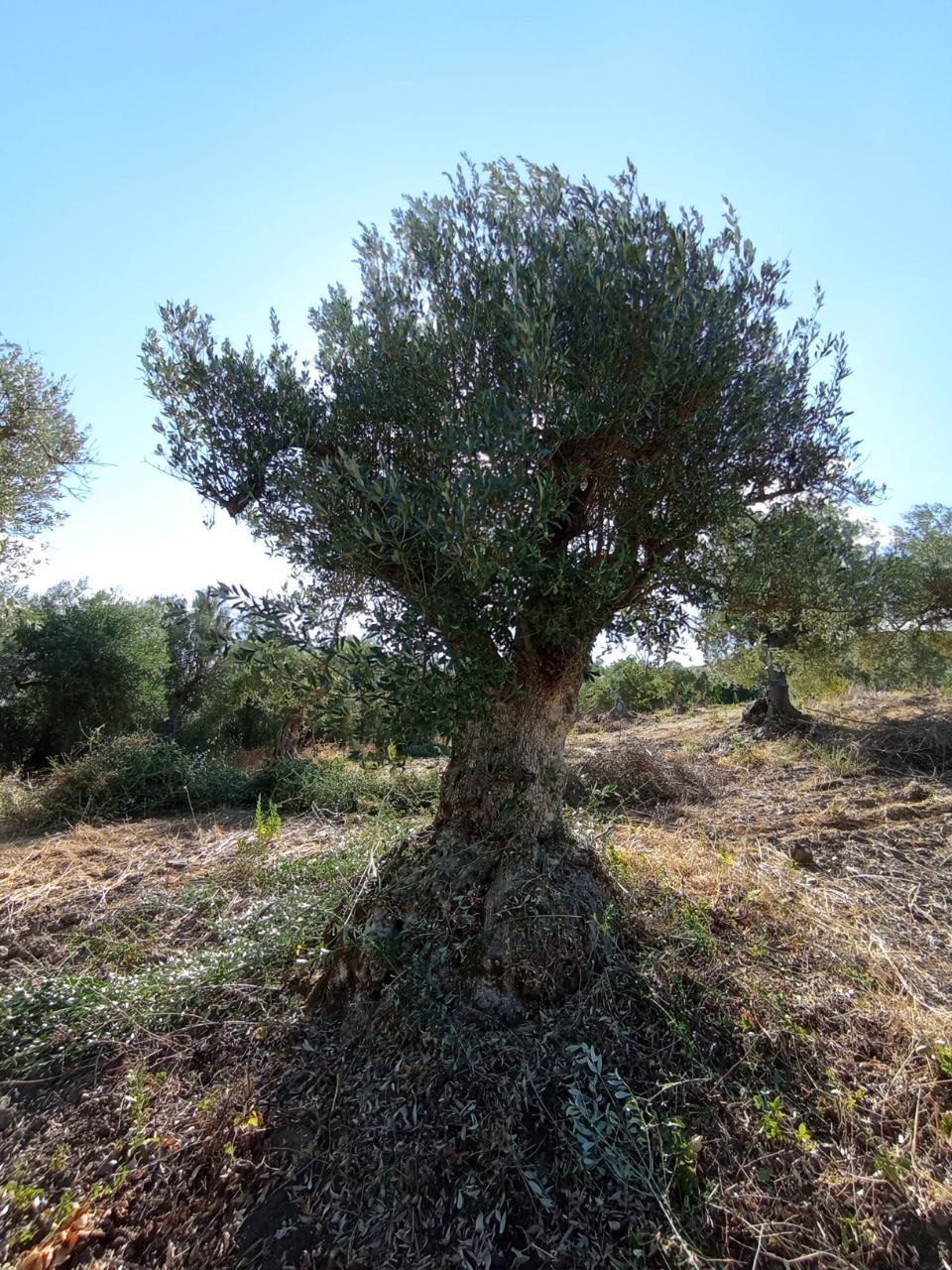 Ulivo secolare nel podere di Roccapalumba
